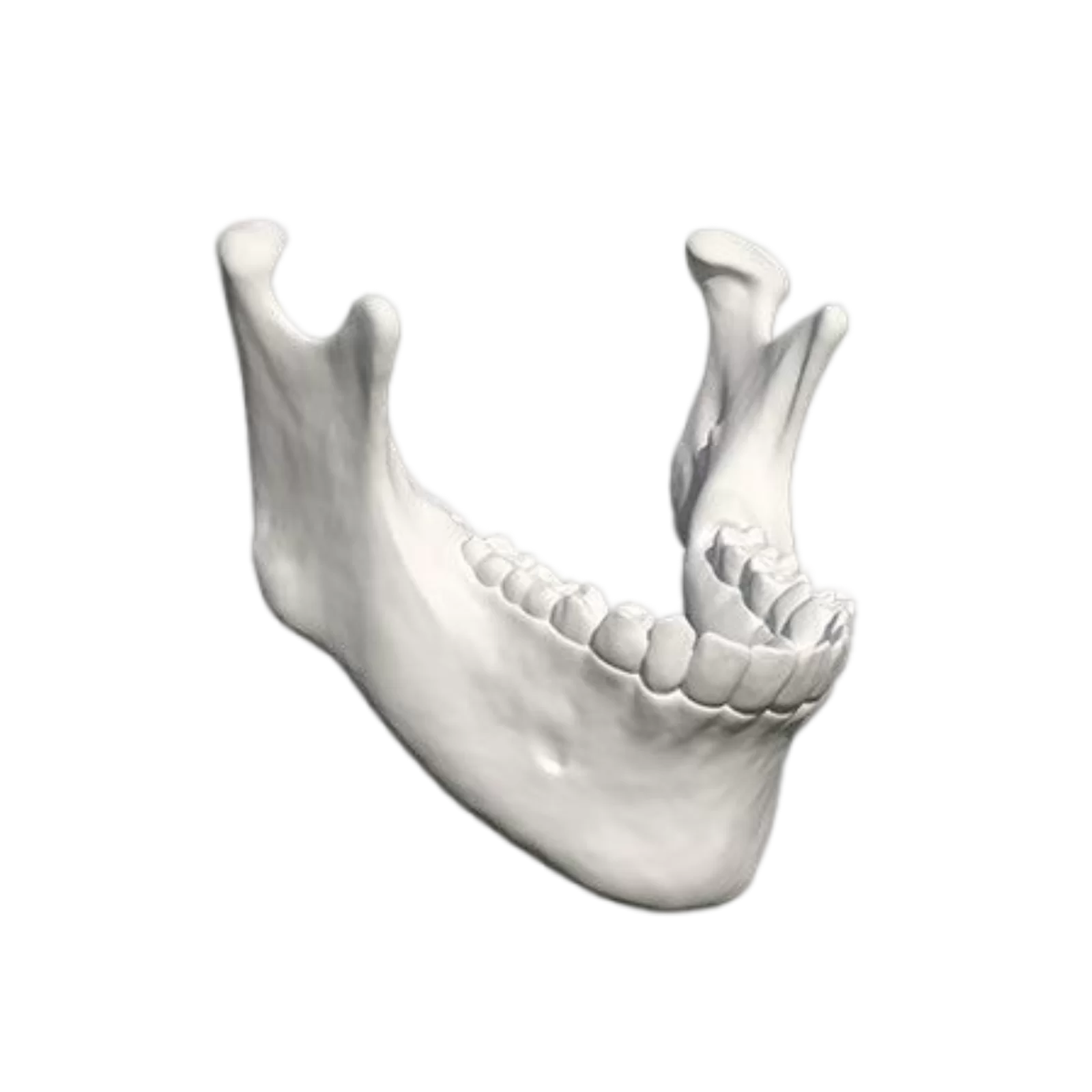 Biomodelo-Mandibula