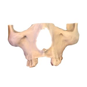 _cartpanda_151816650_cartpanda_151816651